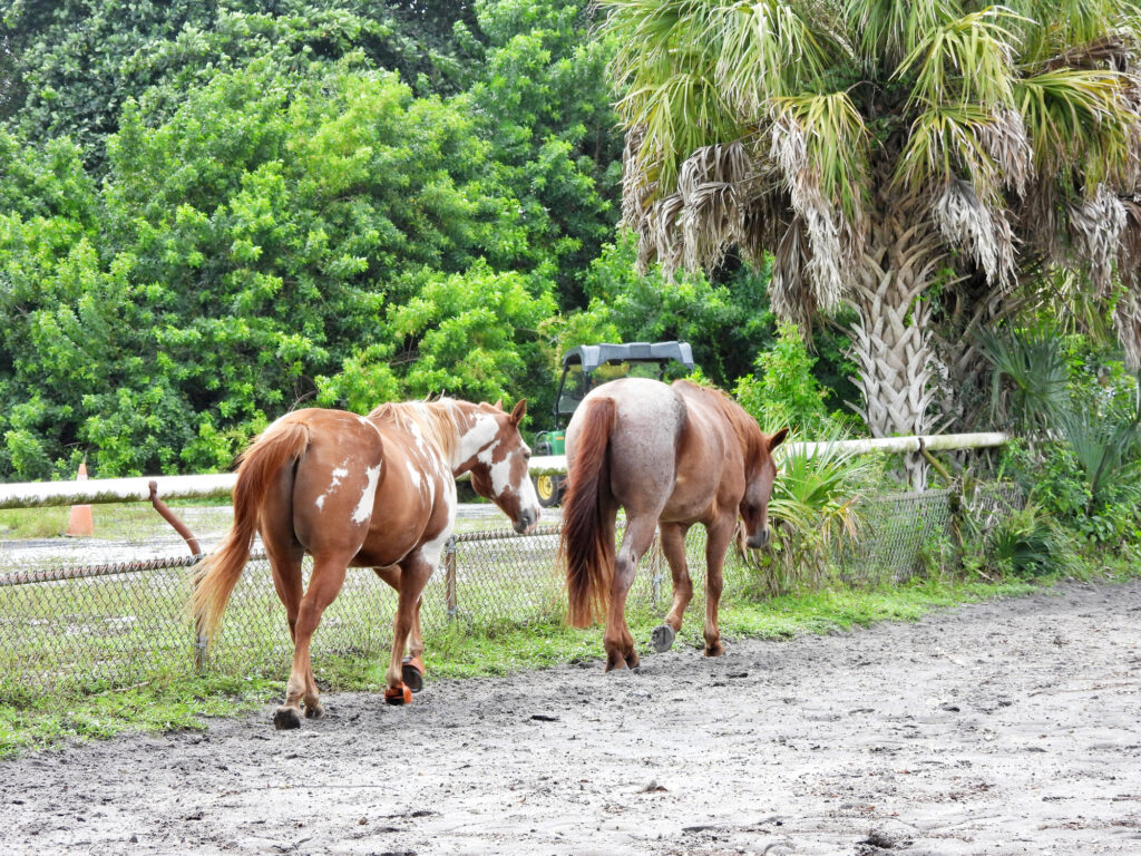 horseback riding in Davenport Florida