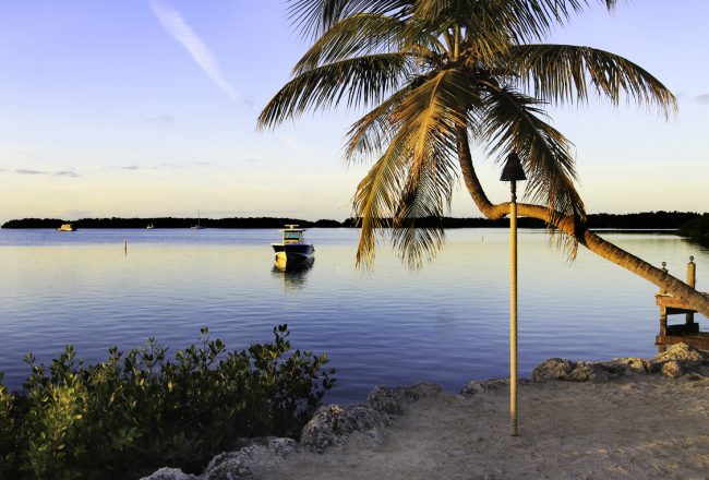 palm tree hanging over serene waters of Islamorada, Florida Keys