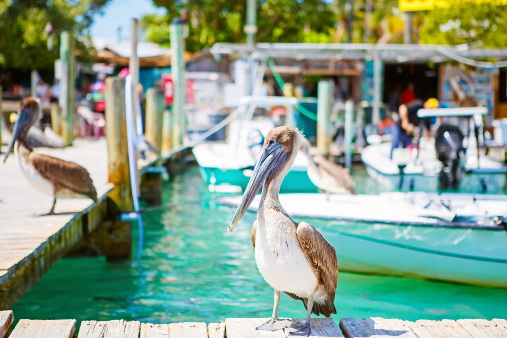Big brown pelicans in port of Islamorada, Florida Keys. Waiting for fish at Robbie's Marina