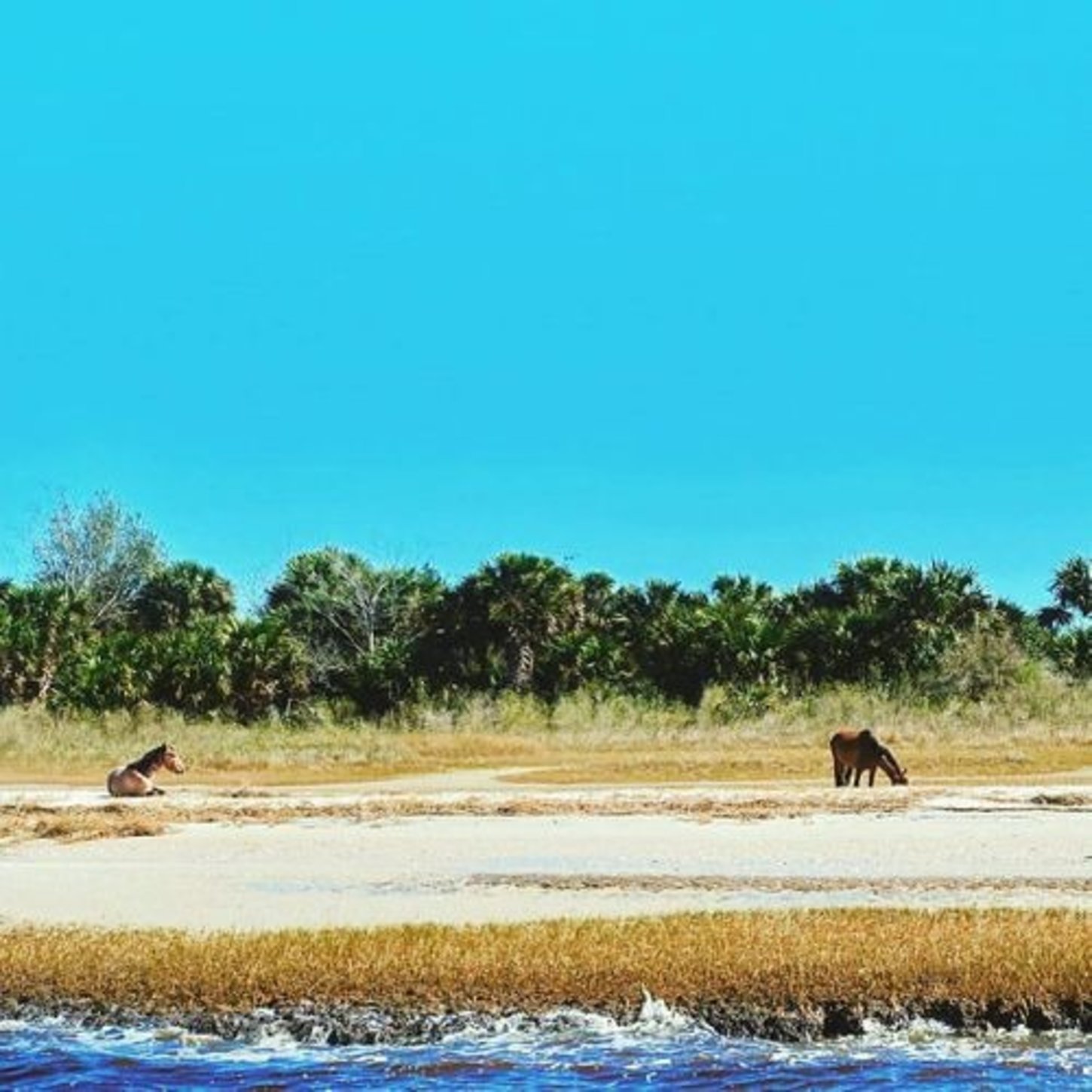 wild horses on Cumberland Island
