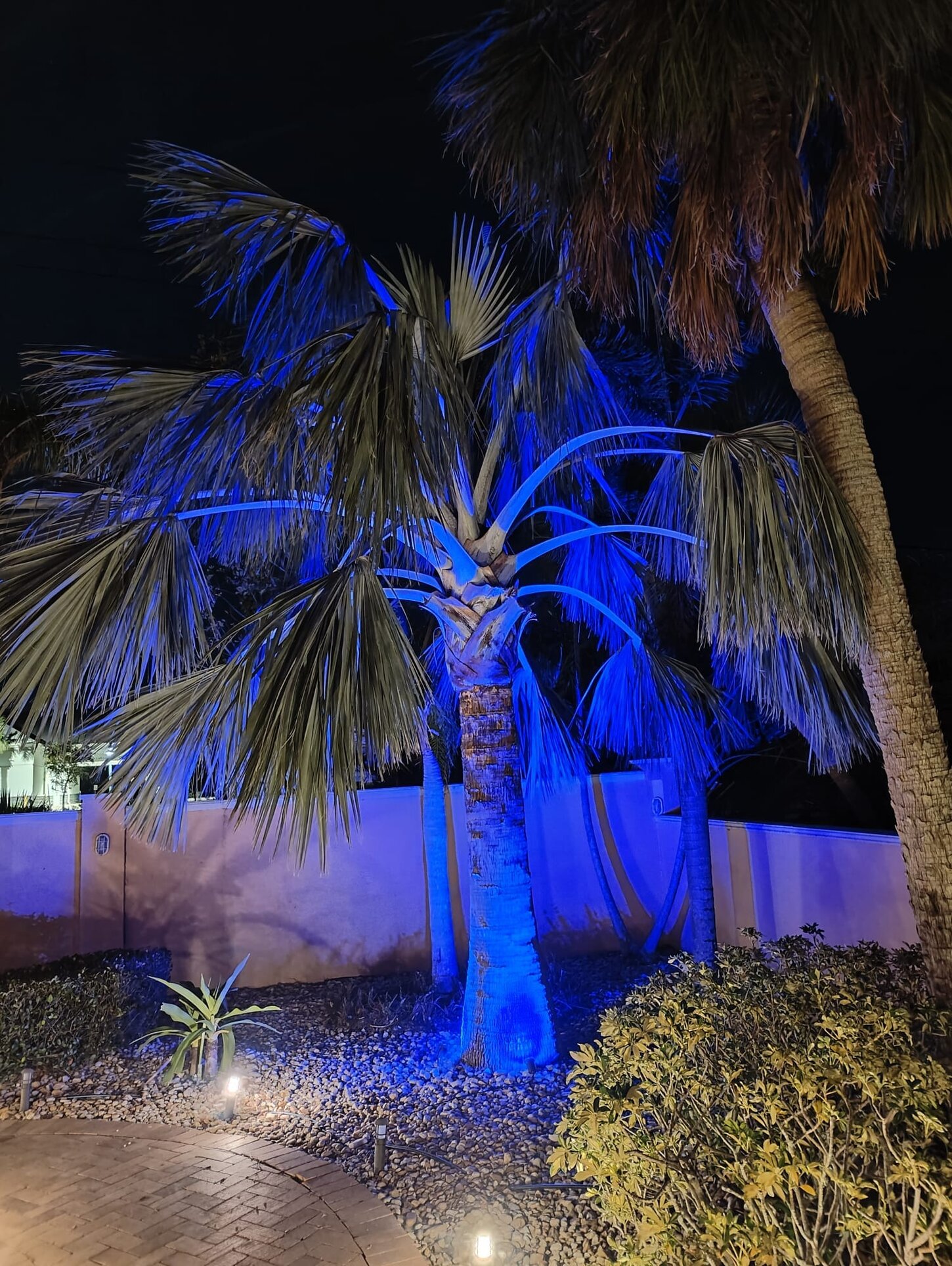 This palm tree in the front yard is the perfect spot for pictures!